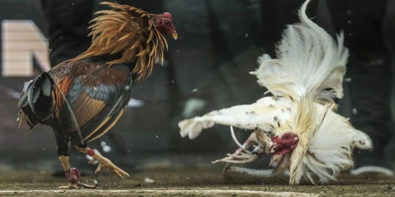 Nắm rõ thông tin chiến kê